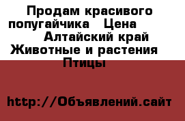 Продам красивого попугайчика › Цена ­ 1 300 - Алтайский край Животные и растения » Птицы   